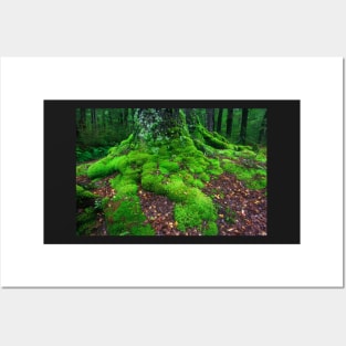 Moss covered tree Posters and Art